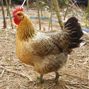 ​“农村热潮：五年老母鸡为何身价暴涨？真相竟是…”