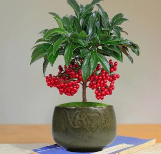 ​家里适合放什么植物和花卉？分享家中可养“6种花”，吉利喜庆财运来！