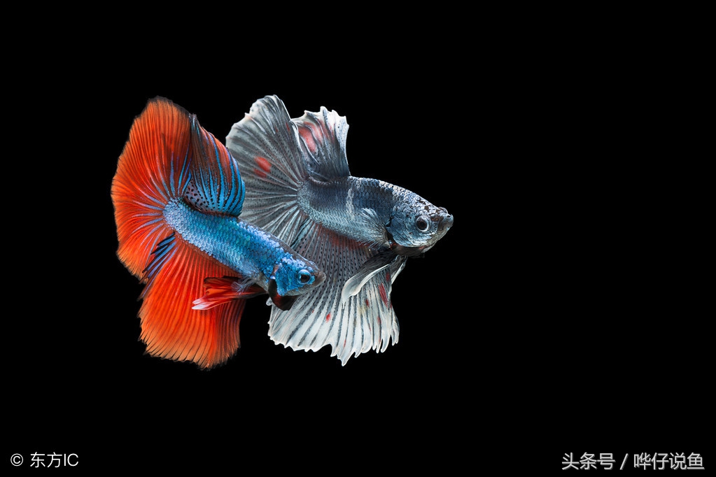 怎么确认硝化菌成功了（宠物鱼新手最大的困惑）