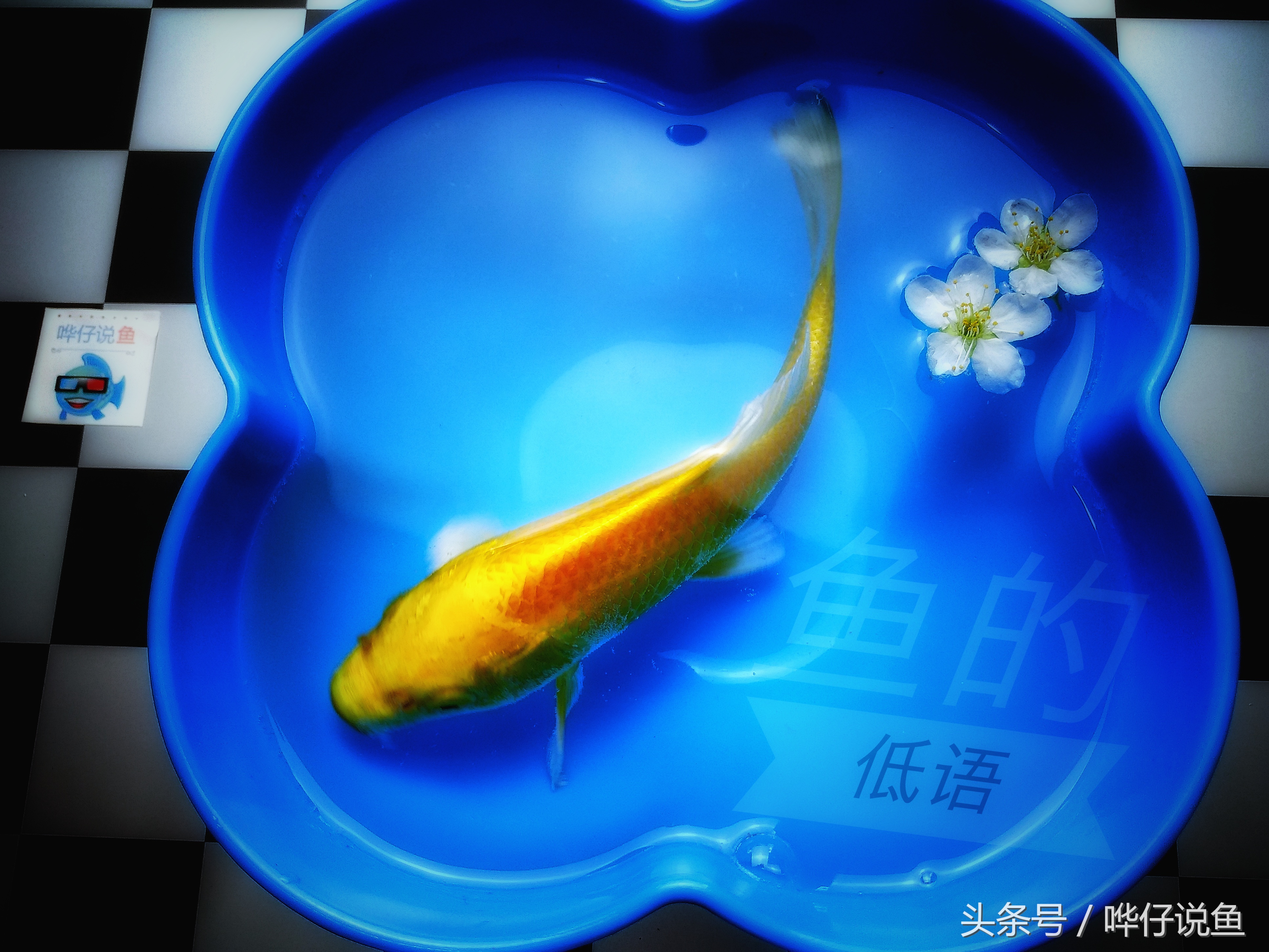 怎么确认硝化菌成功了（宠物鱼新手最大的困惑）