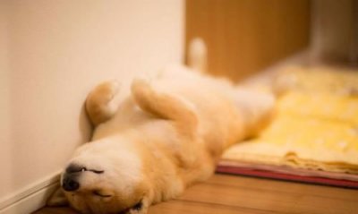 ​会揉脸脸的萌物是什么动物，会揉揉脸还会打拳的动物是什么？