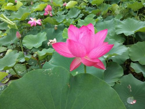 三十里花海 百度网盘(三十里花海合集 百度云)-第2张图片-