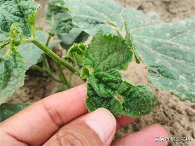 ​噻虫胺能防治哪些害虫，与噻虫嗪有哪些区别，许多人不清楚