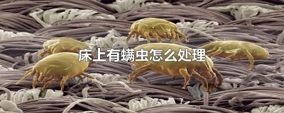 ​床上有螨虫怎么处理
