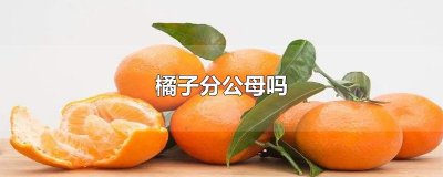 ​橘子分公母吗