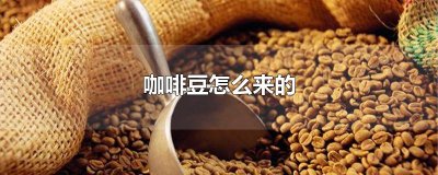 ​咖啡豆怎么来的