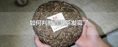 ​如何判断普洱茶发霉了