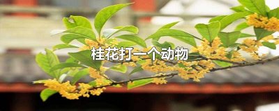 ​桂花打一个动物