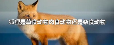 ​狐狸是草食动物肉食动物还是杂食动物
