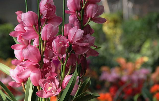 怎样挑选一盆高质量的大花蕙兰？挑选时注意看好这几个位置