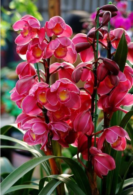 怎样挑选一盆高质量的大花蕙兰？挑选时注意看好这几个位置