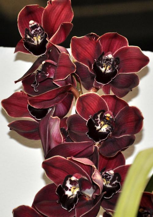 怎样挑选一盆高质量的大花蕙兰？挑选时注意看好这几个位置