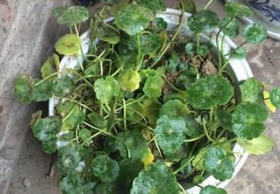 ​水培铜钱草叶子发黄怎么办(水培铜钱草叶子发黄怎么处理怎么补救)