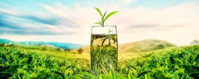 ​庐山云雾茶是什么茶 庐山云雾茶的价格