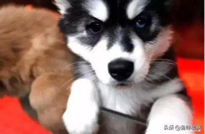 ​不清理狗便罚500，伤人罚3万！贵州推“最严养狗新规”