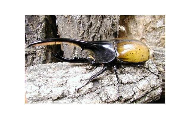 凌美琪扮演者（美琪扮演者因饮酒去世）