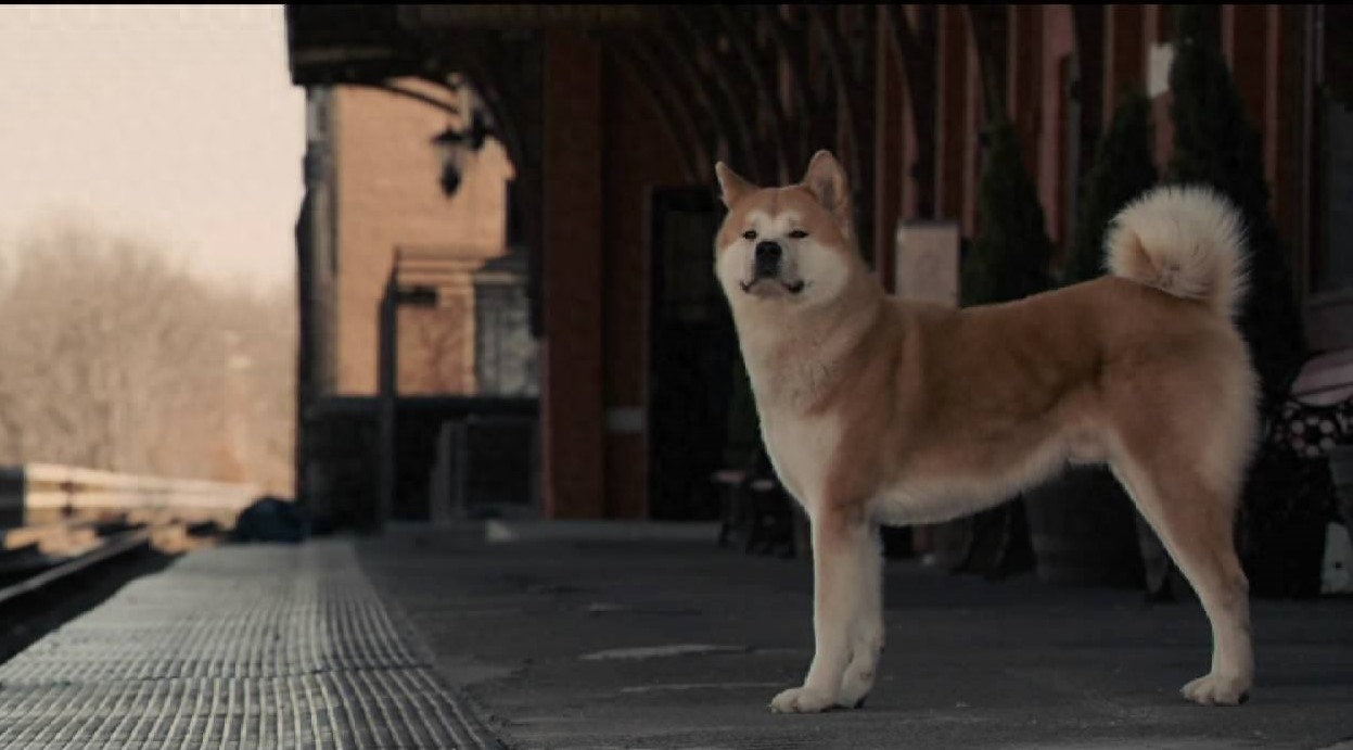 八部经典的关于动物的电影,你看过几部?