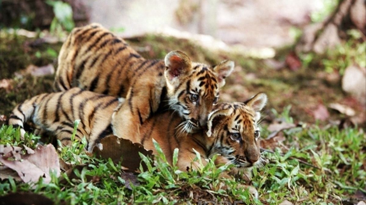 八部经典的关于动物的电影,你看过几部?