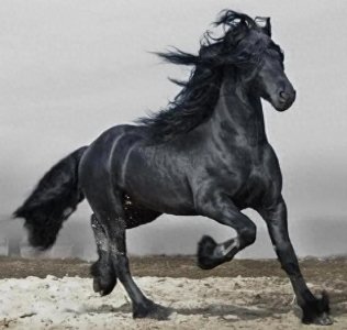 ​骐骥一跃：乌骓英豪共生辉