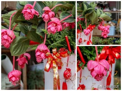 ​红红火火过大年，39种红色系年宵盆栽花卉，好看又喜庆