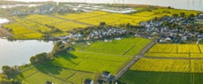 ​苏州吴江震泽省级湿地公园：绿色生态 鸟类天堂