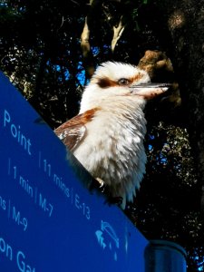 ​喜欢大笑的澳洲大鸟，悉尼奥运会的吉祥物“奥利”