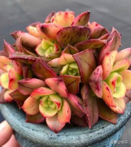 ​艳日辉不但皮实，易养，更容易上色出状态，爆侧芽