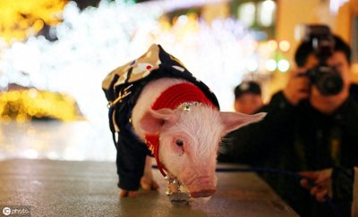 ​蠢萌宠物猪惹人喜爱，养它要做好充分的准备，更要注意这些事项