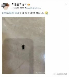 ​惊现不明“黑虫”？专家：别怕