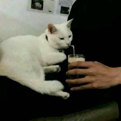 高冷动物微信头像高清可爱小猫咪