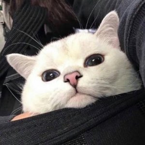 ​高冷动物微信头像高清可爱小猫咪