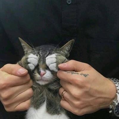 高冷动物微信头像高清可爱小猫咪