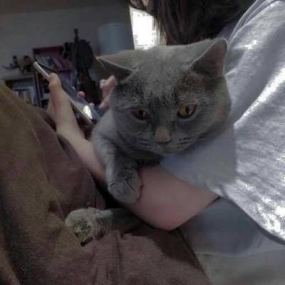 高冷动物微信头像高清可爱小猫咪