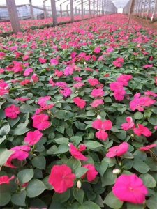 凤仙花是靠什么传播种子的