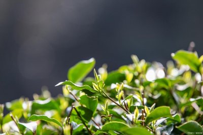 ​什么茶叶公认最好喝？