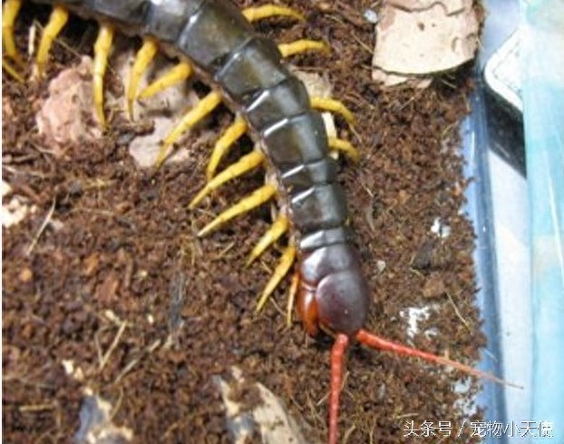 恐怖的越南巨人蜈蚣，毒蛇也是它的盘中餐，你敢拿它当宠物么？