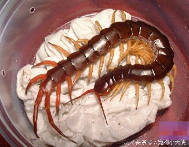 恐怖的越南巨人蜈蚣，毒蛇也是它的盘中餐，你敢拿它当宠物么？