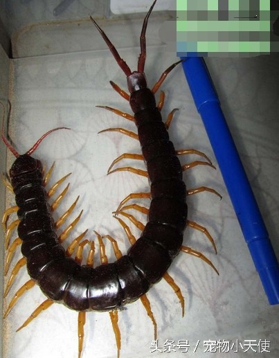 恐怖的越南巨人蜈蚣，毒蛇也是它的盘中餐，你敢拿它当宠物么？