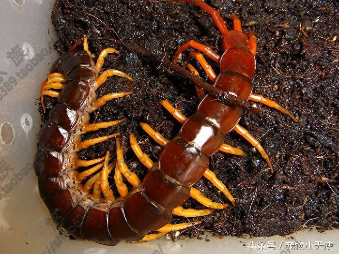 恐怖的越南巨人蜈蚣，毒蛇也是它的盘中餐，你敢拿它当宠物么？