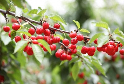 ​秦皇岛土特产有那些：你吃过几个