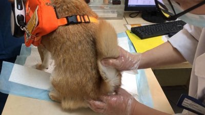 ​科普如何挤肛门腺#科学养宠攻略