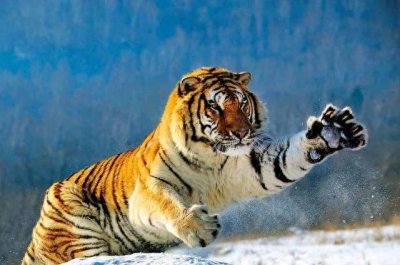 ​东北虎：自然界的顶级捕食者