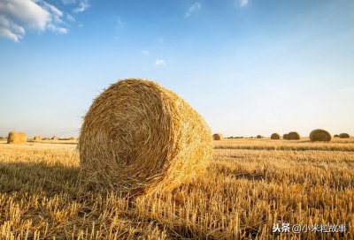 这几天，“草包”火了，火得幺不倒台，那你知道什么是草包吗？