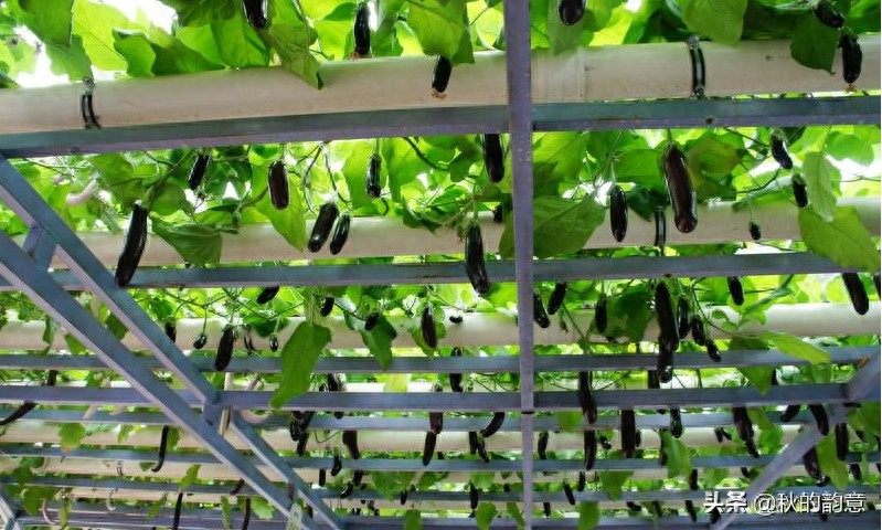 昌平北京农业嘉年华草莓博览园，园区精品馆看到罕见的珍贵品种