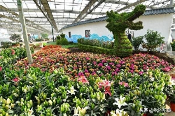 昌平北京农业嘉年华草莓博览园，园区精品馆看到罕见的珍贵品种