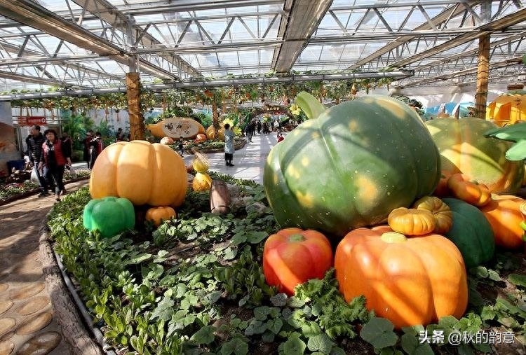 昌平北京农业嘉年华草莓博览园，园区精品馆看到罕见的珍贵品种