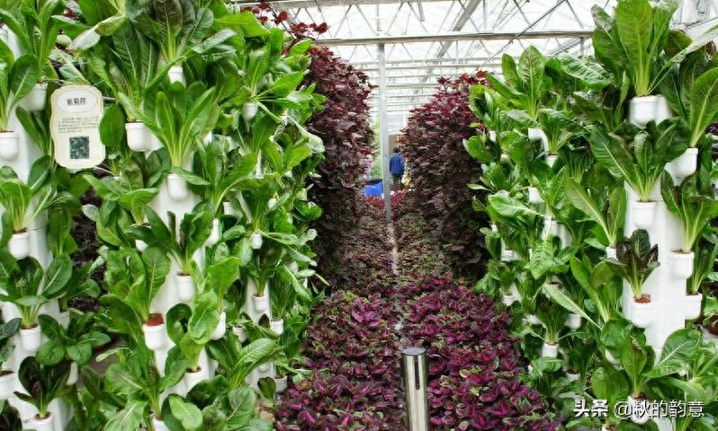 昌平北京农业嘉年华草莓博览园，园区精品馆看到罕见的珍贵品种