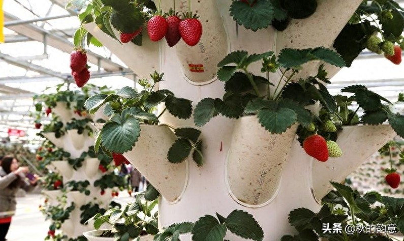 昌平北京农业嘉年华草莓博览园，园区精品馆看到罕见的珍贵品种