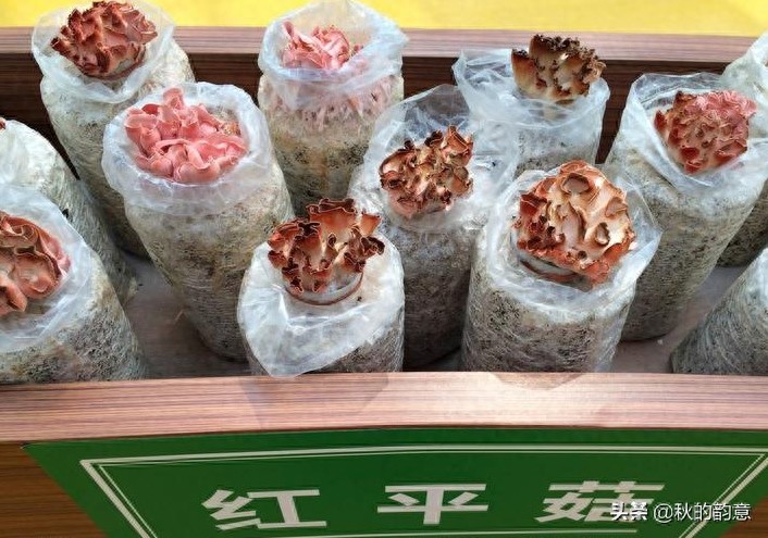 昌平北京农业嘉年华草莓博览园，园区精品馆看到罕见的珍贵品种