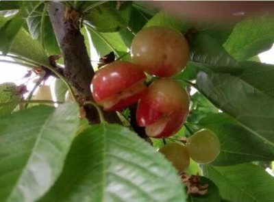 ​布鲁克斯樱桃有这两种